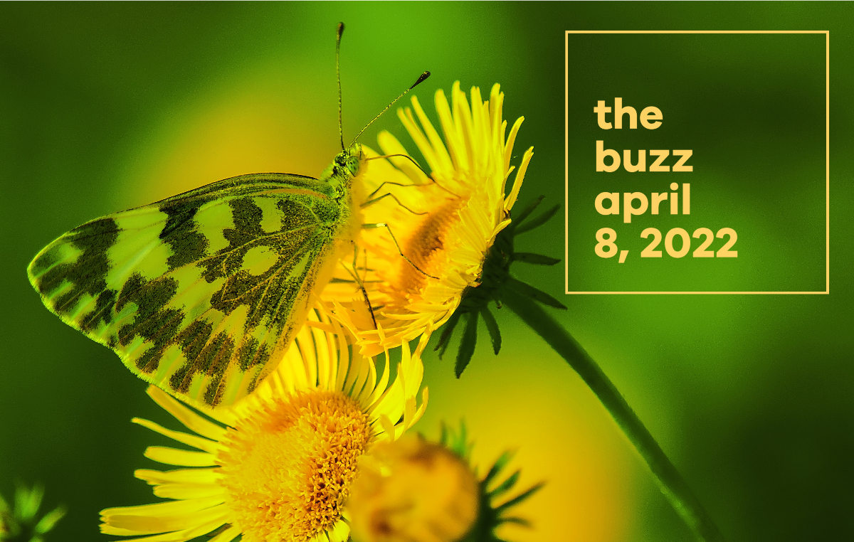 The Buzz | April 8, 2022 - Intergroup | Central Office serving SF & Marin